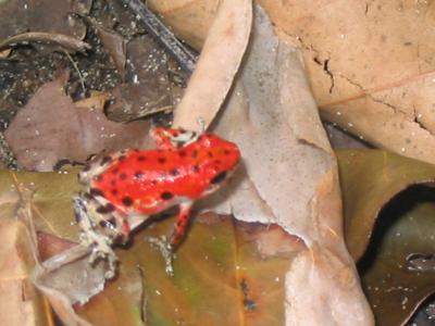 Roter Frosch an der Red Frog Beach