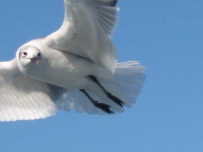 Möwe auf der Fahrt nach Isla Taboga